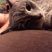 Simon is registered to the contest to win money with this photo: cat, cat_like_mammal, claw, close_up, eye, fauna, fur, kitten, mammal, organ, russian_blue, small_to_medium_sized_cats, snout, whiskers