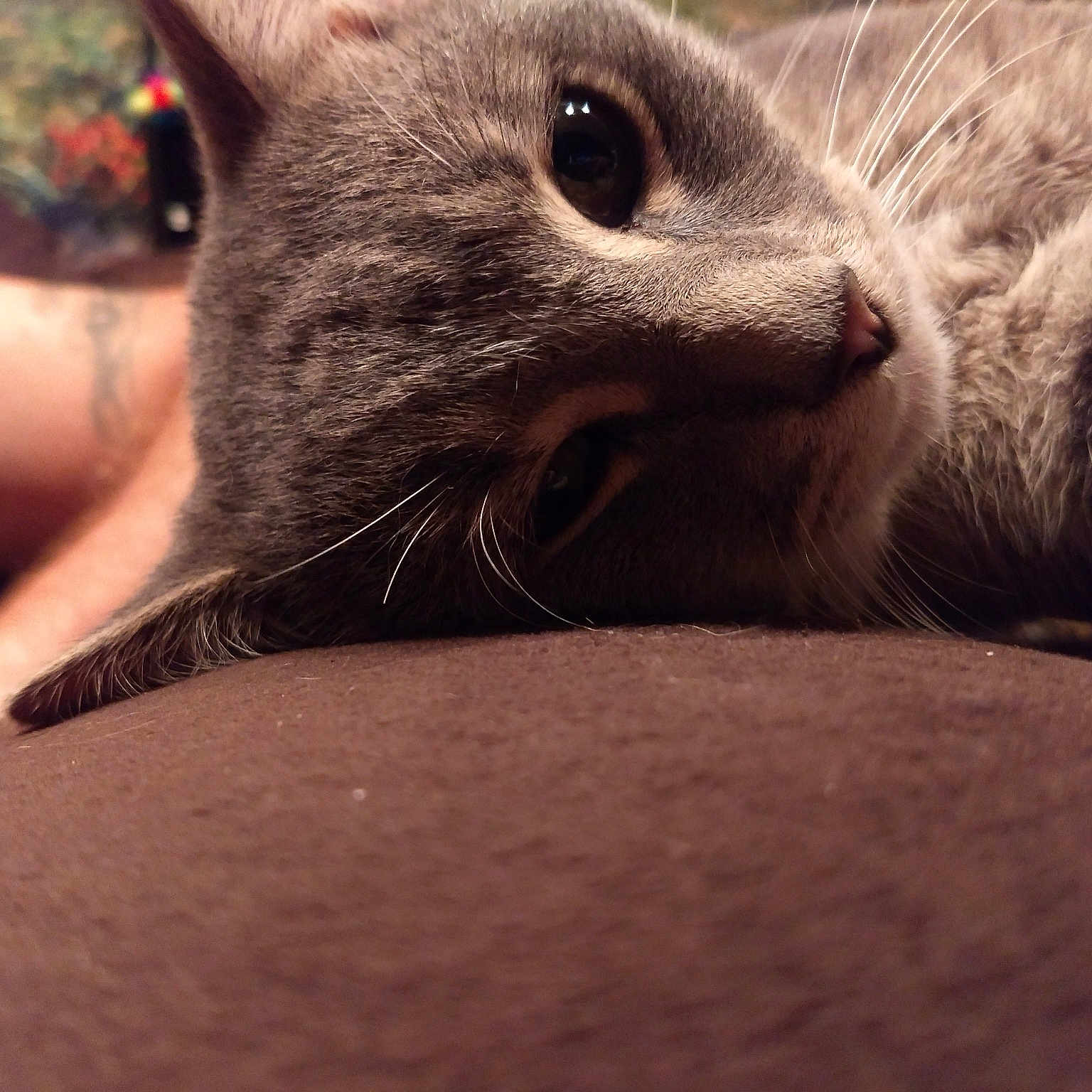 Simon