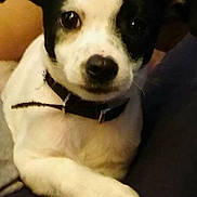 Gator joined the competition — help win amazing prizes! carnivoran, companion_dog, dog, dog_breed, dog_breed_group, dog_like_mammal, miniature_fox_terrier, puppy, rat_terrier, snout