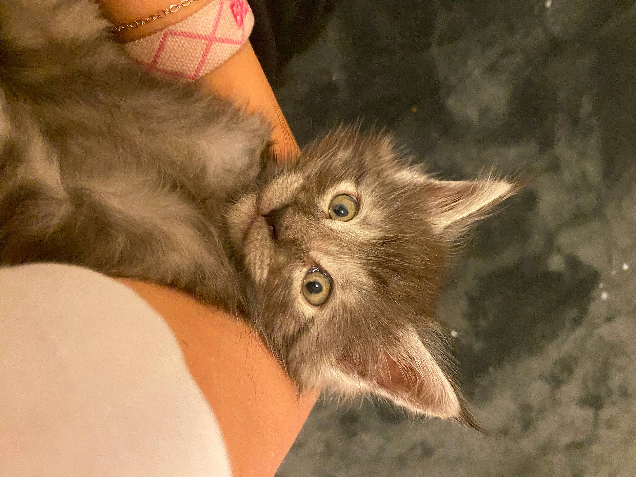 Zola a rejoint le concours — aidez-le/la à gagner de superbes lots ! carnivore, cat, claw, domestic_short_haired_cat, ear, fawn, felidae, fur, gesture, nail, paw, plant, small_to_medium_sized_cats, snout, whiskers, wildlife