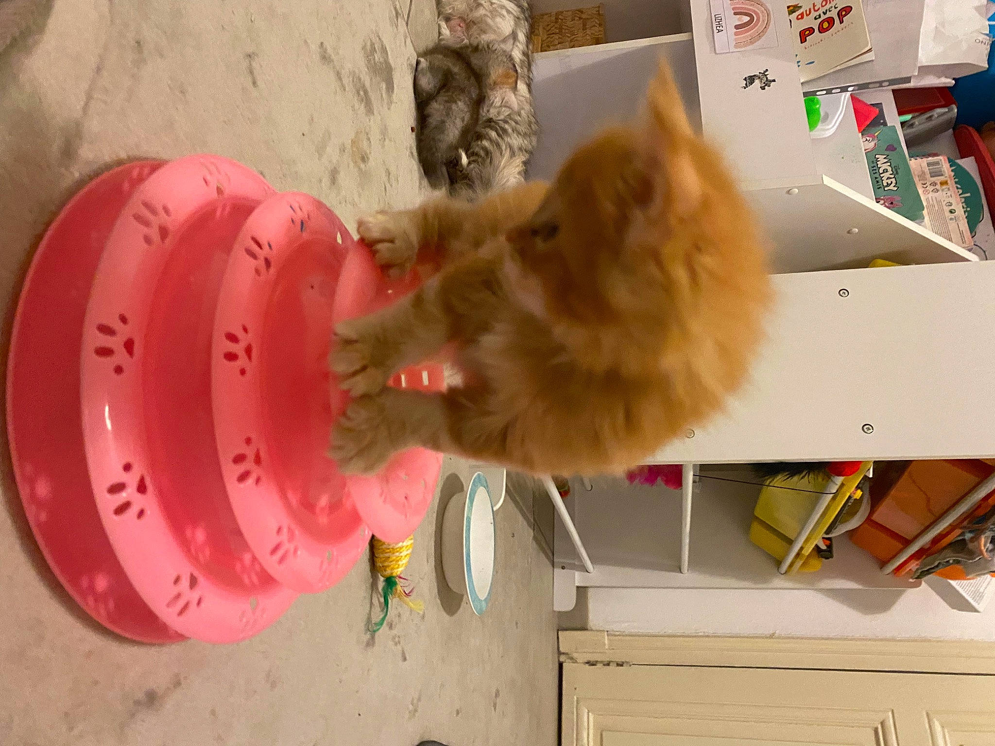 Zola a rejoint le concours — aidez-le/la à gagner de superbes lots ! box, carnivore, carton, cat, companion_dog, dog_breed, felidae, fur, packaging_and_labeling, pet_supply, shipping_box, small_to_medium_sized_cats, tail, water, whiskers