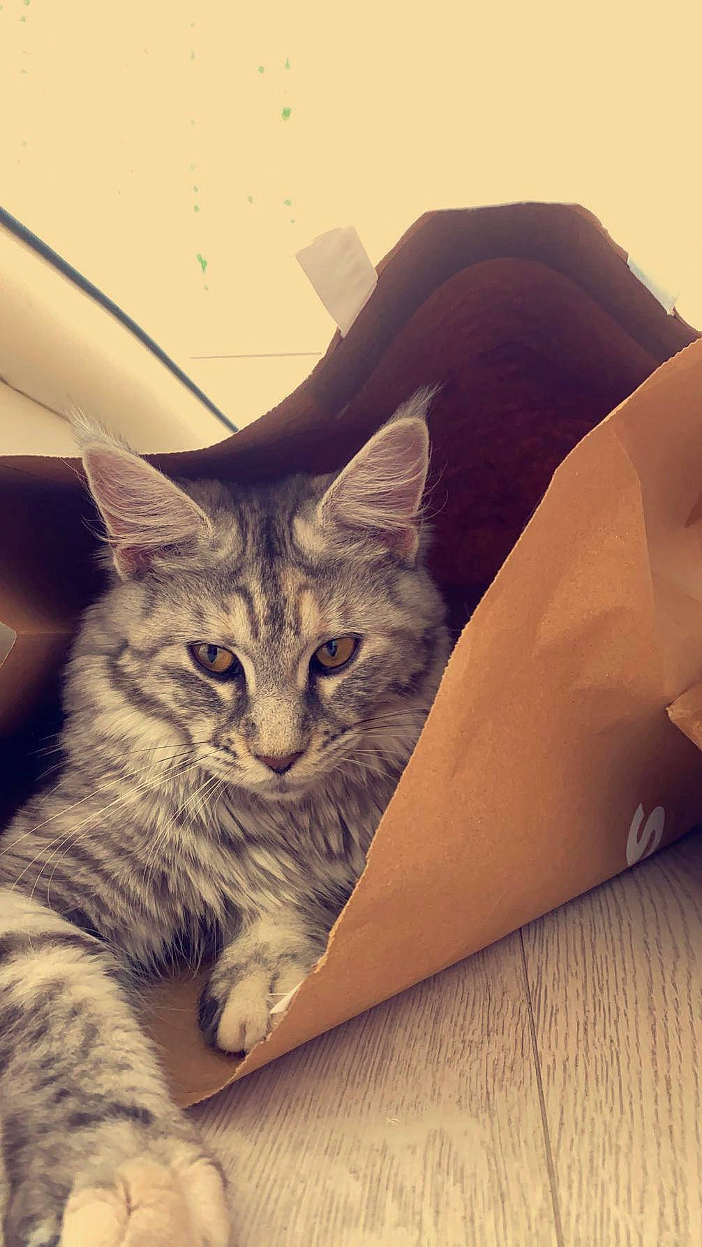 Tess participe au concours pour gagner de l'argent avec cette photo : cardboard, carnivore, cat, claw, comfort, domestic_short_haired_cat, felidae, fur, human_leg, linens, paw, sand, sitting, small_to_medium_sized_cats, snout, square, tail, tree, whiskers