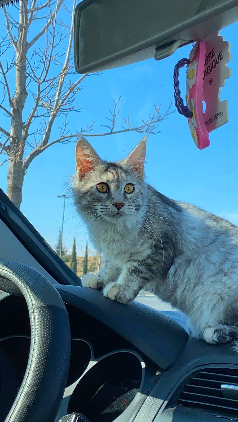 Tess a rejoint le concours — aidez-le/la à gagner de superbes lots ! automotive_mirror, automotive_tire, blue, carnivore, cat, felidae, fender, hood, mammal, motor_vehicle, personal_luxury_car, sky, small_to_medium_sized_cats, snout, steering_wheel, tree, vehicle, whiskers, window, windscreen_wiper
