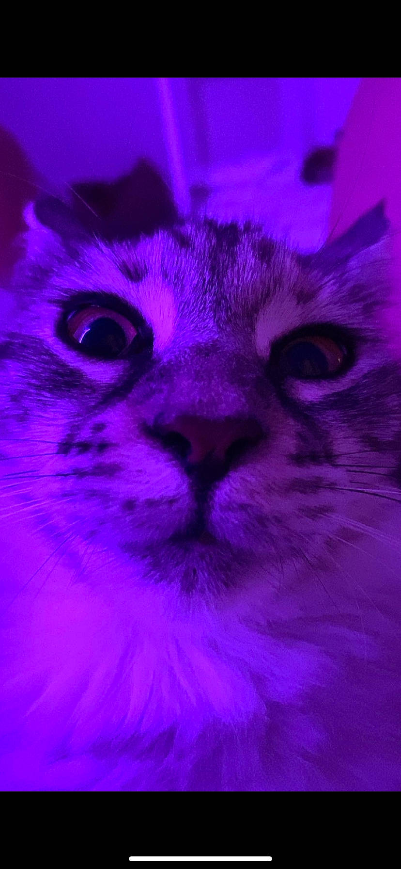 Tess a rejoint le concours — aidez-le/la à gagner de superbes lots ! art, carnivore, cat, close_up, domestic_short_haired_cat, electric_blue, felidae, fur, iris, magenta, pattern, petal, pink, plant, purple, small_to_medium_sized_cats, snout, symmetry, violet, whiskers