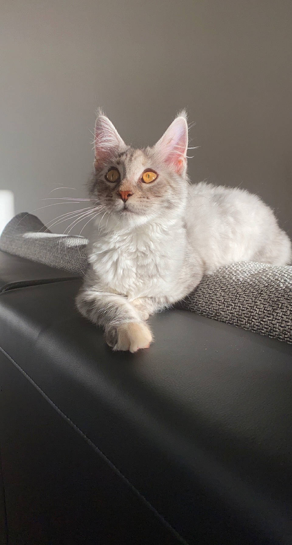 Tess participe au concours pour gagner de l'argent avec cette photo : box, carnivore, cat, cat_supply, claw, comfort, couch, domestic_short_haired_cat, felidae, fur, paw, sitting, small_to_medium_sized_cats, snout, tail, whiskers, window