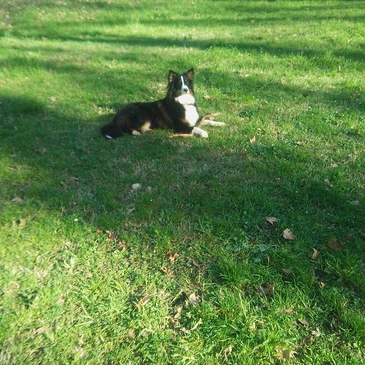 Vanille a rejoint le concours — aidez-le/la à gagner de superbes lots ! animal, black_and_white, canine, daytime, dog, field, fur, grass, leaf, lying_down, mammal, nature, outdoor, park, pet, quiet, relaxing, scattered_leaves, sunlight, tree_shadow
