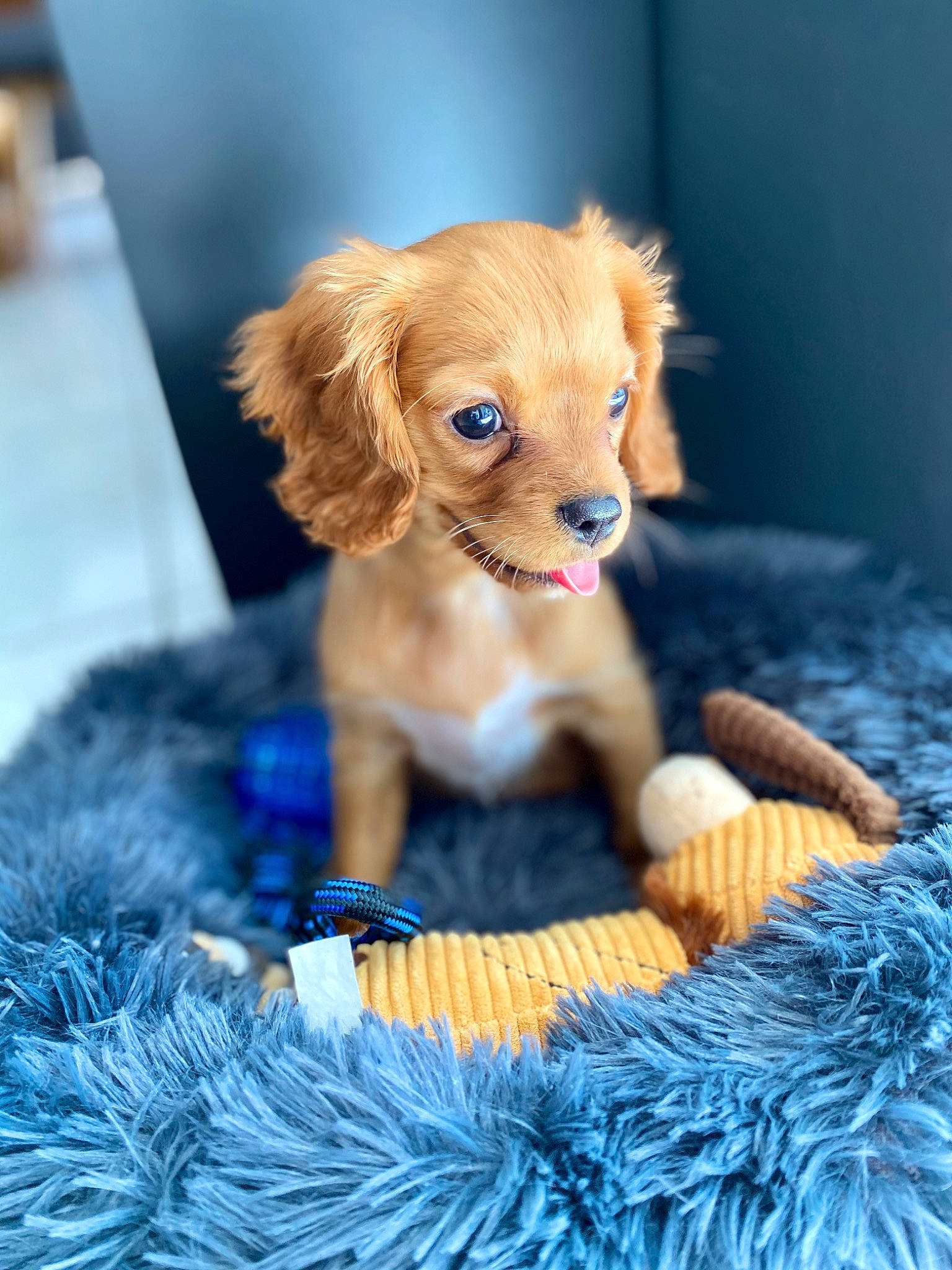 Paya a rejoint le concours — aidez-le/la à gagner de superbes lots ! canidae, carnivore, cavalier_king_charles_spaniel, cocker_spaniel, companion_dog, dog, dog_breed, dog_toy, fawn, puppy, spaniel, sporting_group, toy