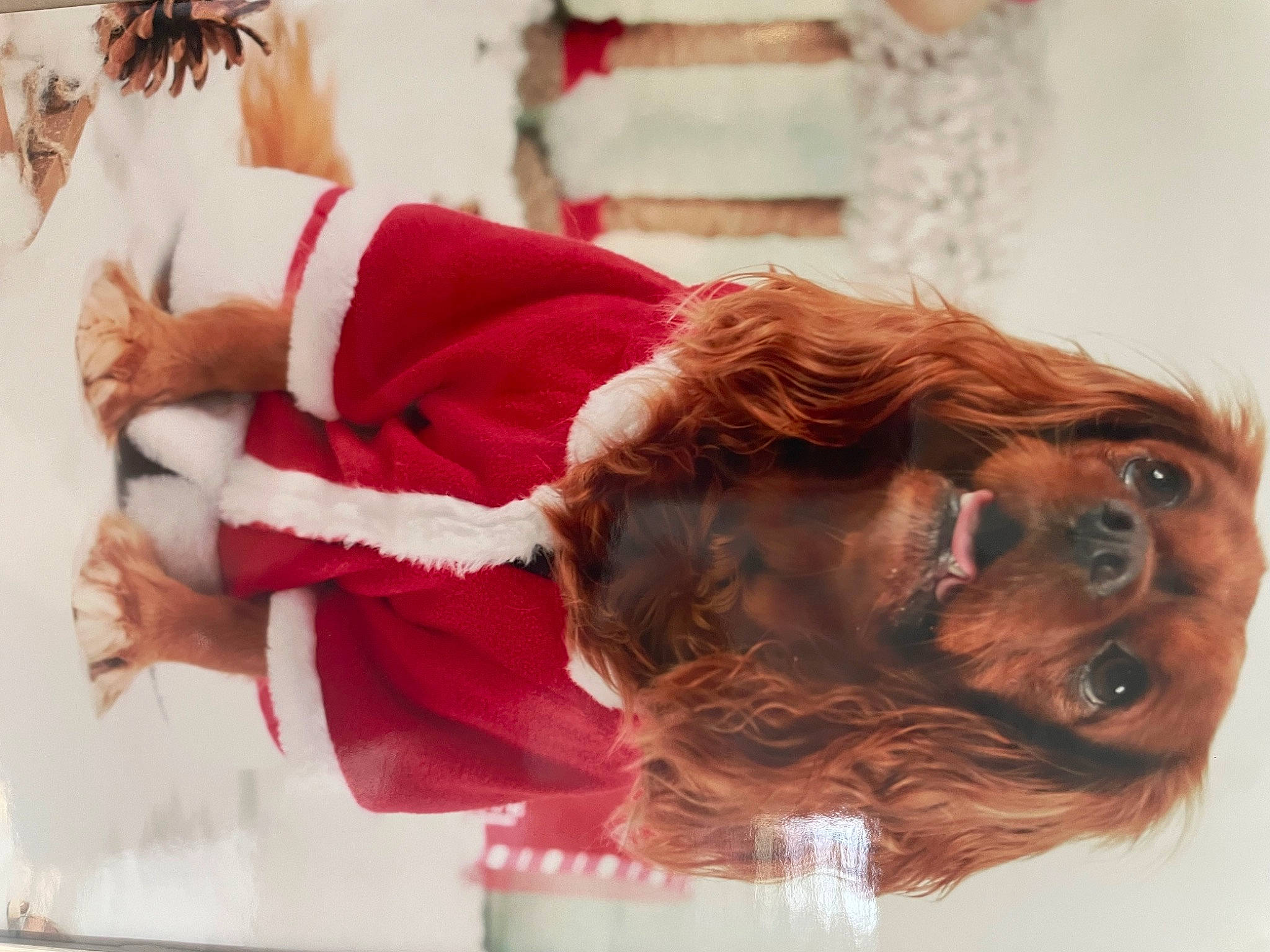 Paya a rejoint le concours — aidez-le/la à gagner de superbes lots ! beard, carmine, child, christmas, christmas_eve, event, fictional_character, flesh, fun, fur, gesture, happy, holiday, room, santa_claus, sitting, sunglasses, tradition, tree, wrinkle