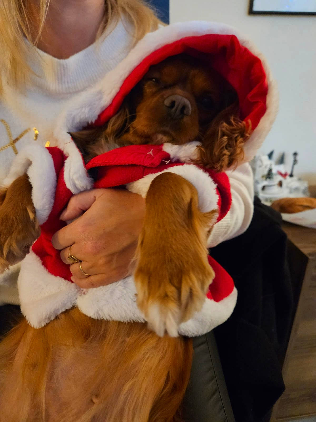 Paya a rejoint le concours — aidez-le/la à gagner de superbes lots ! brown_hair, canidae, carnivore, collar, companion_dog, dog, dog_breed, dog_collar, dog_supply, fashion_accessory, fawn, fur, leash, liver, picture_frame, puppy_love, snout, spaniel, sporting_group, working_animal