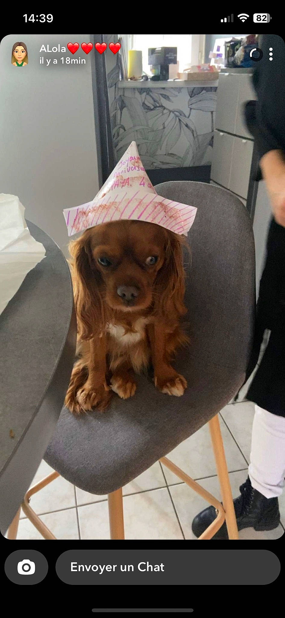 Paya a rejoint le concours — aidez-le/la à gagner de superbes lots ! canidae, carnivore, cocker_spaniel, companion_dog, costume, dog, dog_breed, dog_supply, fawn, flooring, fur, hat, liver, snout, spaniel, sporting_group, toy_dog, whiskers, wood, working_animal