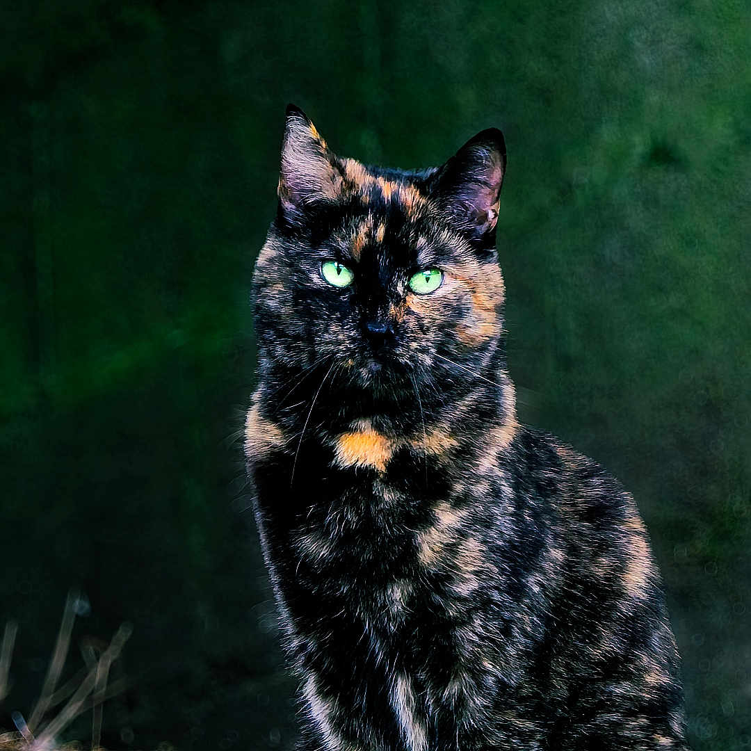 Aucune Idée participe au concours pour gagner de l'argent avec cette photo : abyssinian, angora, animal, blackcat, bodypart, brasssection, cat, horn, kitten, manx, mouth, musicalinstrument, nature, night, outdoors, person, pet, siamese