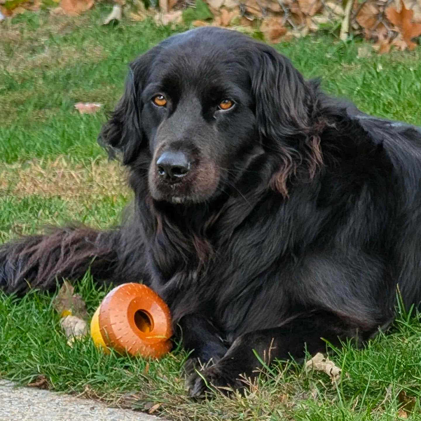 Twigs is registered to the contest to win money with this photo: animal, black_dog, canine, daylight, dog, ears, eyes, fall, fur, grass, laying_down, leaf, nature, nose, orange_toy, outdoor, pet, playful, sidewalk, toy