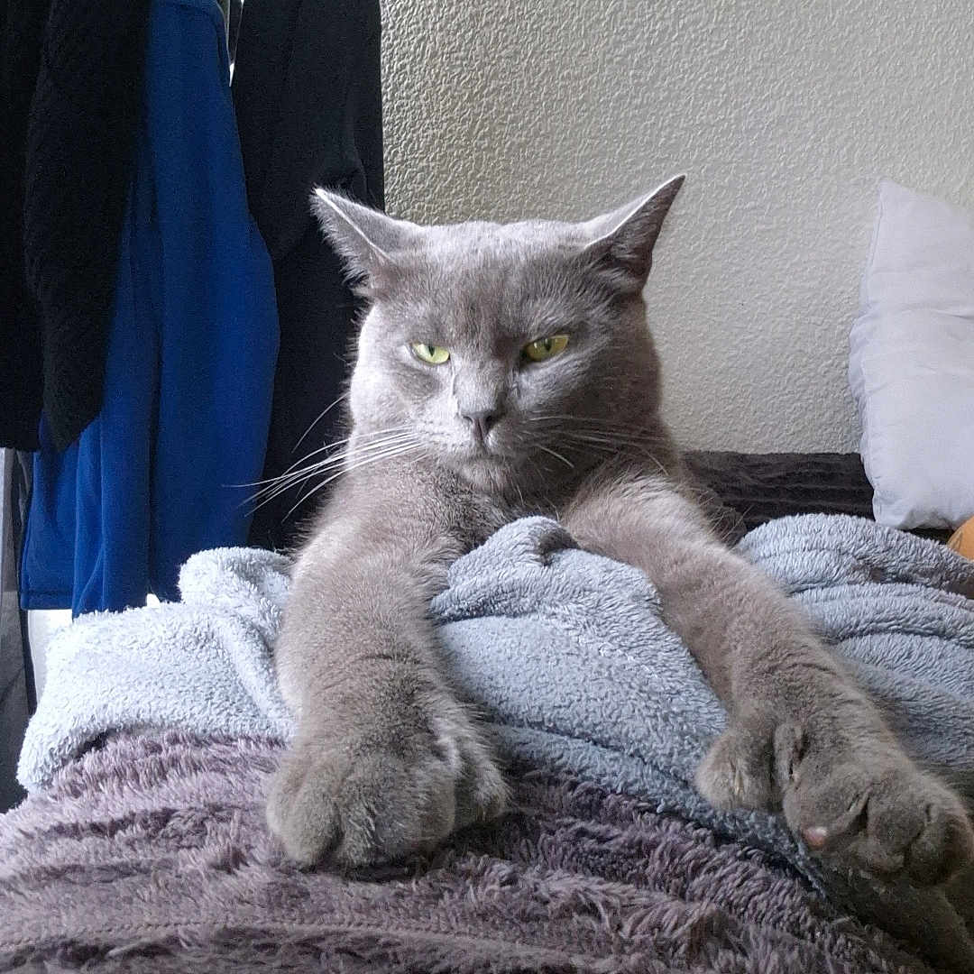 Zorro participe au concours pour gagner de l'argent avec cette photo : abyssinian, animal, bed, bedroom, blanket, cat, couch, cushion, furniture, homedecor, indoors, kitten, laundry, linen, manx, person, pet, quilt, room, towel