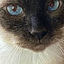 Sir Oliver joined the competition — help win amazing prizes! animal, blue_eyes, cat, close_up, cute, domestic, eye_reflection, face, feline, fur, indoor, muzzle, nose, pet, portrait, siamese, soft, texture, whisker, whiskers
