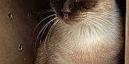 Sir Oliver is registered to the contest to win money with this photo: animal, blue_eyes, box, cardboard_box, cat, close_up, cozy, cute, domestic_animal, feline, fur, indoor, looking_away, mammal, pet, portrait, siamese_cat, sitting, soft_light, whiskers