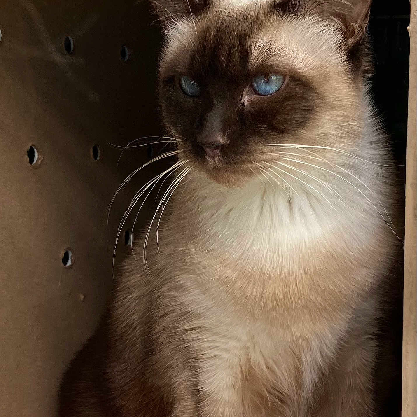 Sir Oliver