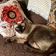 Sir Oliver joined the competition — help win amazing prizes! animal, blue_eyes, brown, cat, couch, cozy, cute, domestic, feline, fur, home, indoor, knitted_blanket, living_room, pet, pillow, relaxed, resting, siamese_cat, soft