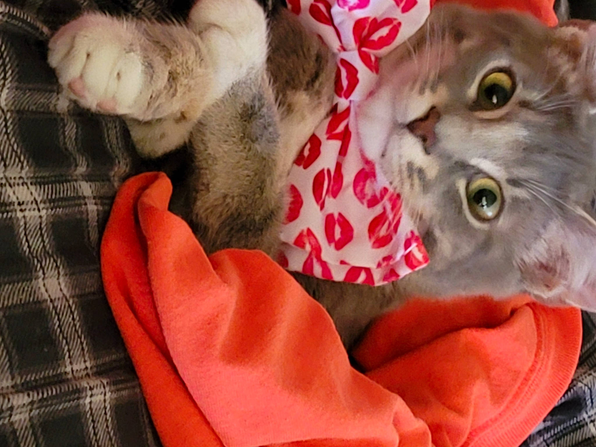 Solembum joined the competition — help win amazing prizes! beard, carnivore, cat, claw, comfort, domestic_short_haired_cat, ear, fang, fawn, felidae, fur, gesture, glasses, paw, plant, small_to_medium_sized_cats, snout, tail, tartan, whiskers