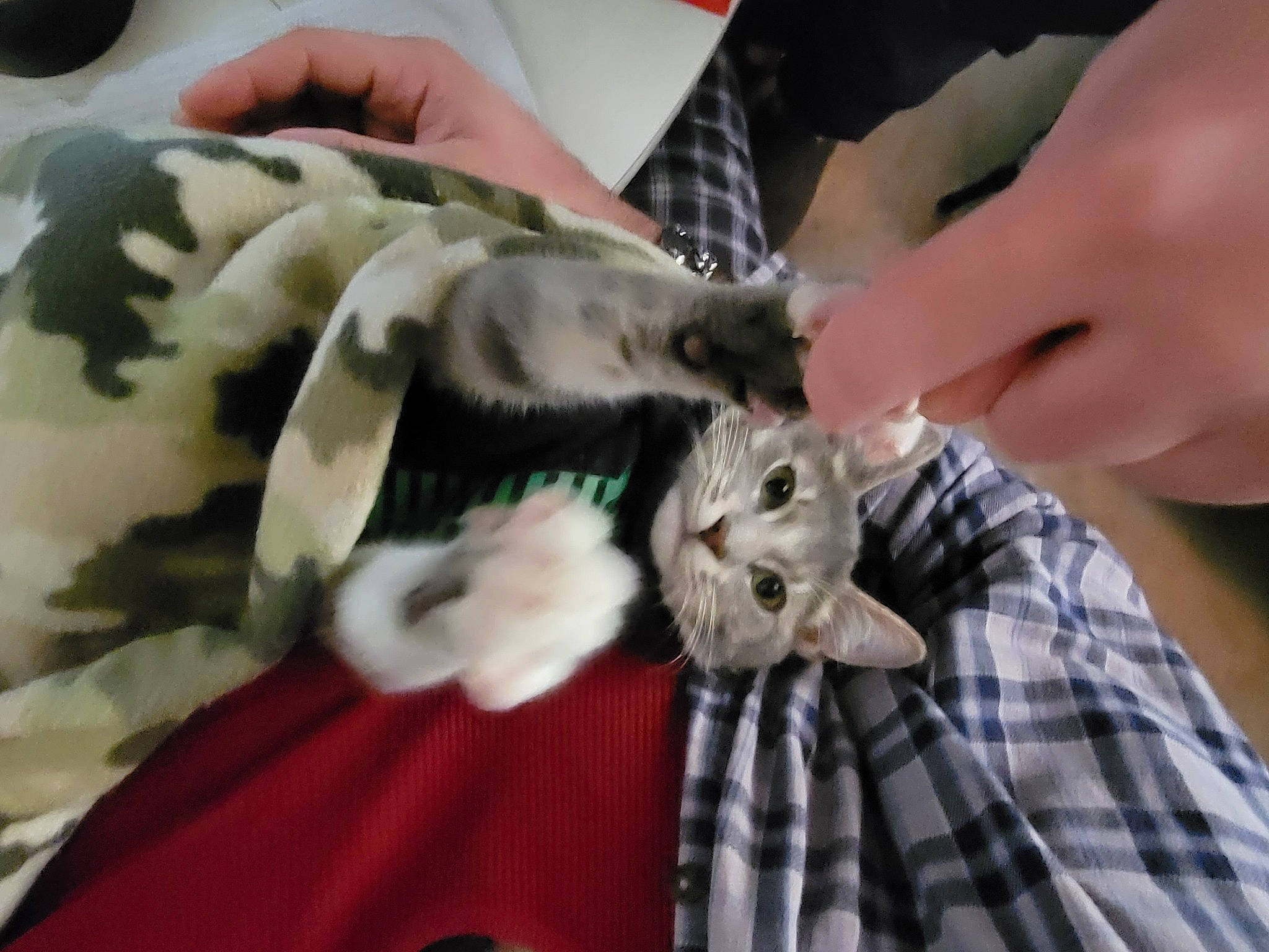 Solembum joined the competition — help win amazing prizes! canidae, claw, comfort_food, companion_dog, fashion_accessory, felidae, finger, fur, gesture, hand, nail, pattern, plaid, small_to_medium_sized_cats, tartan, textile, thumb, tie, wildlife_biologist, wrist