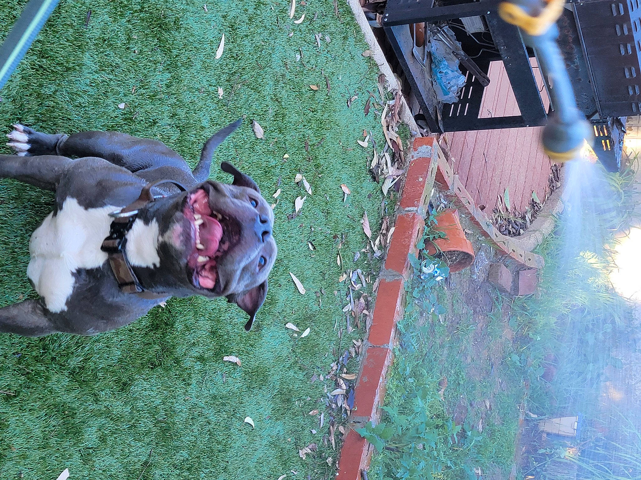 Tankboy joined the competition — help win amazing prizes! art, asphalt, automotive_exterior, automotive_tire, automotive_wheel_system, beak, bird, bumper, carmine, city, grass, metal, motor_vehicle, road_surface, sidewalk, tail, turkey, vehicle_door, windshield, wire