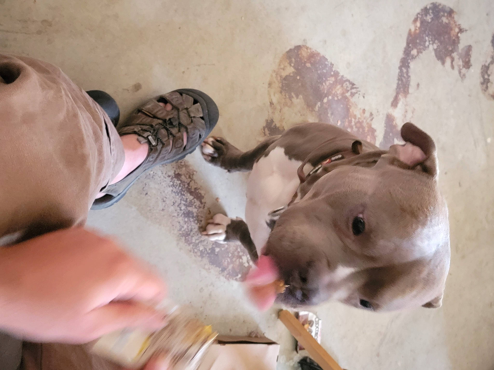 Tankboy joined the competition — help win amazing prizes! canidae, carnivore, child, dog, dog_breed, ear, fawn, flesh, fun, fur, hat, recreation, tableware, working_animal, wrinkle