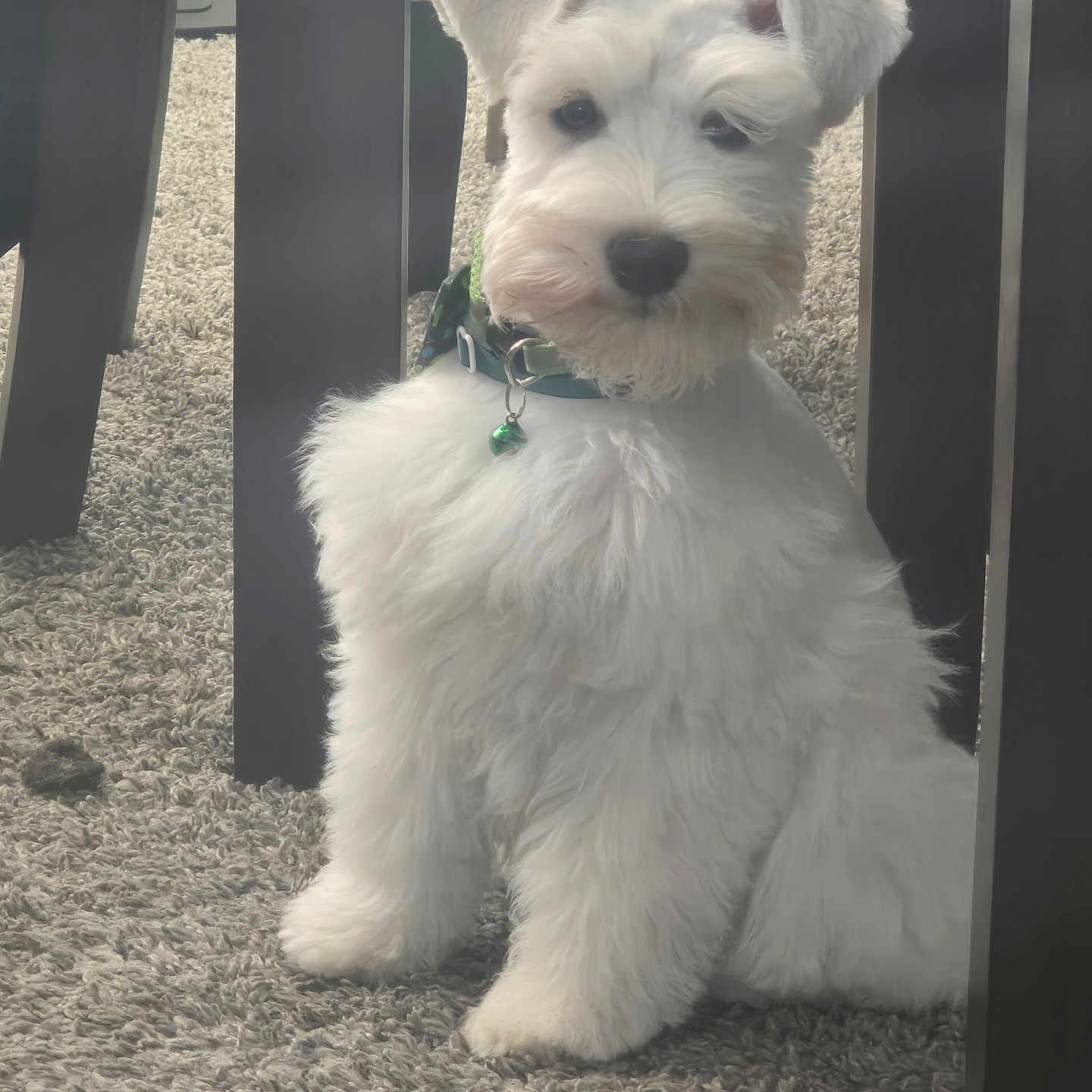 Benny Blanco is registered to the contest to win money with this photo: animal, bell, carpet, collar, curious, cute, dog, domestic, fluffy, furniture, furry, household, indoor, legs, pet, portrait, sitting, small_dog, white_dog, wooden_furniture