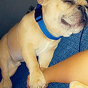 Roger joined the competition — help win amazing prizes! dog, french_bulldog, sleeping, hand, holding, blue_collar, bed, blanket, human, paw, cute, pet, indoor, resting, animal, friendship, cozy, closeup, companion, relaxation