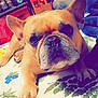 Roger is registered to the contest to win money with this photo: dog, french_bulldog, pet, animal, indoor, bedspread, floral_pattern, quilt, paw, face, ears, home, cozy, closeup, resting, brown, cute, companion, portrait, domestic