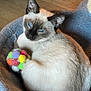 animal, blue_eyes, cat, colorful_ball, cozy, cute, domestic_cat, ears, feline, fur, indoor, paw, pet, pet_bed, playing, relaxed, siamese_cat, sleepy, toy, whiskers
