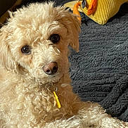 Ruby Lea joined the competition — help win amazing prizes! dog, puppy, fluffy, curly_fur, cream_colored, toy, plush_toy, blanket, indoor, pet, cute, animal, lying_down, close_up, companion, domestic_animal, soft_texture, relaxed, brown_nose, friendly