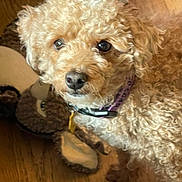 Rudy Pierre joined the competition — help win amazing prizes! dog, curly_fur, pet, indoor, wooden_floor, collar, toy, plush_toy, brown, close_up, cute, animal, companion, domestic, mammal, fur, face, eyes, curious, portrait