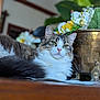 cat, fluffy, indoor, flower_arrangement, brass_bowl, wooden_surface, relaxed, close_up, green_eyes, decor, furniture, table, pet, domestic_cat, soft_focus, background_blur, white_fur, tabby, resting, cozy
