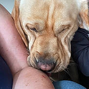 Benji participe au concours pour gagner de l'argent avec cette photo : affection, animal, casual, close_up, companion, cute, dog, friendship, fur, golden_retriever, human_arm, indoor, labrador, licking, love, mammal, nose, pet, skin, whiskers