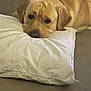 dog, golden_retriever, labrador, pillow, resting, sleepy, indoor, carpet, floor, pet, cute, animal, canine, cozy, head, ears, brown, white, furniture, relax
