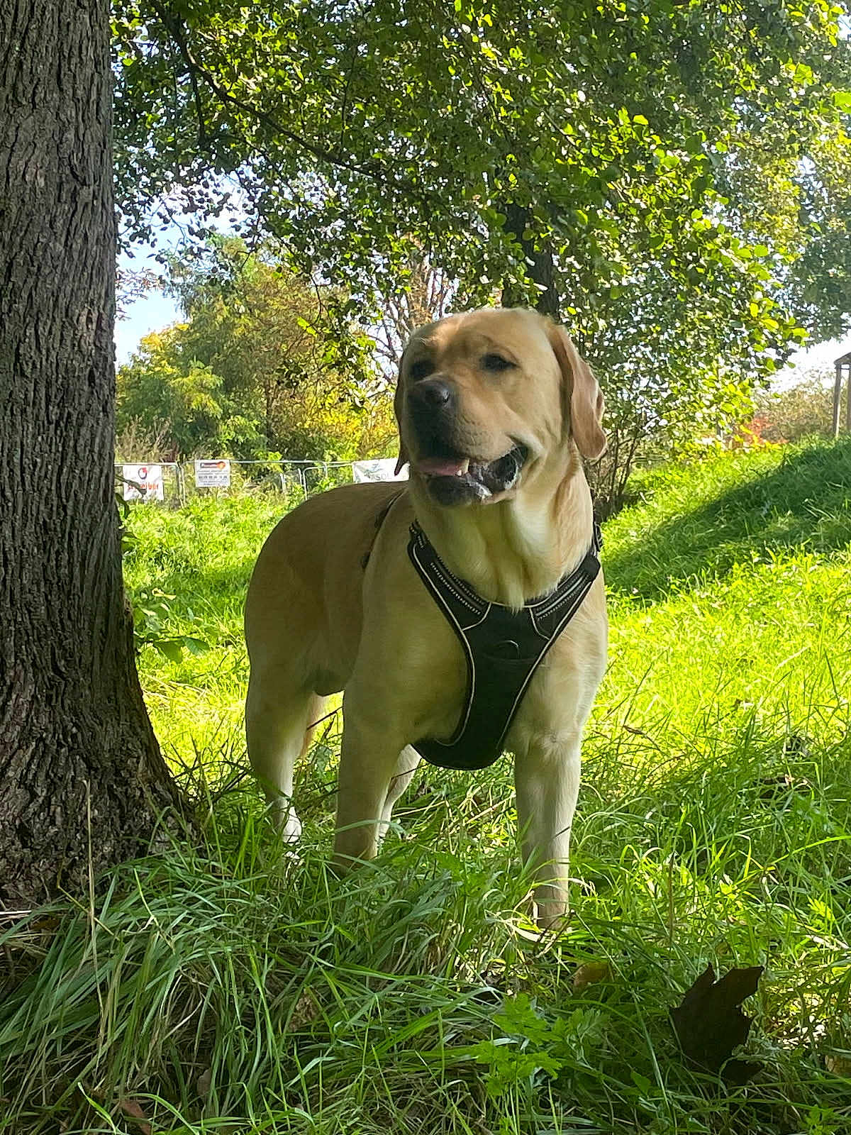Benji