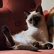 Blue joined the competition — help win amazing prizes! cat, siamese_cat, pet, feline, indoor, couch, furniture, relaxed, fluffy, paw, ear, whiskers, cute, cozy, home, cushion, sitting, animal, resting, portrait