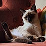 cat, siamese_cat, pet, feline, indoor, couch, furniture, relaxed, fluffy, paw, ear, whiskers, cute, cozy, home, cushion, sitting, animal, resting, portrait