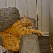 Kitty joined the competition — help win amazing prizes! armrest, cat, couch, cozy, domestic_animal, feline, furniture, gray, home, indoor, knitted_blanket, living_room, orange_tabby, paw, pet, relaxed, resting, side_view, sleepy, striped