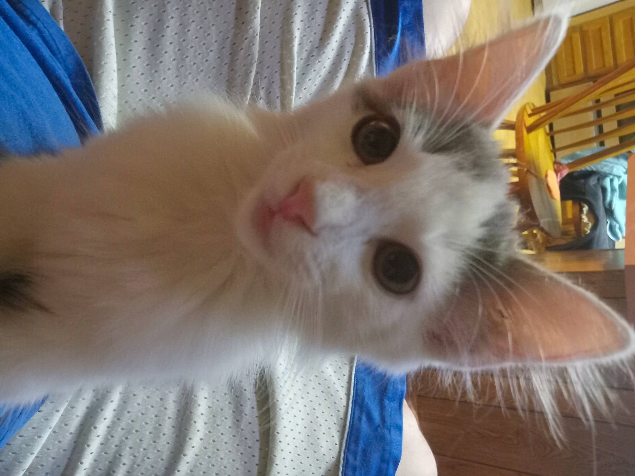 Yorgamander joined the competition — help win amazing prizes! balinese, carnivore, cat, claw, domestic_short_haired_cat, ear, eye, fawn, felidae, fur, paw, small_to_medium_sized_cats, snout, tail, whiskers