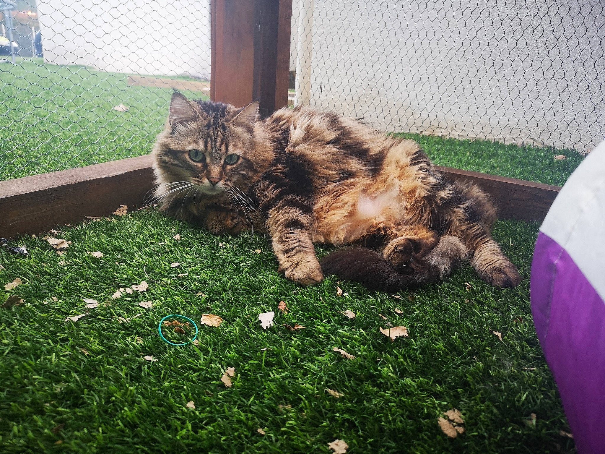 Ninette participe au concours pour gagner de l'argent avec cette photo : bengal, carnivore, cat, domestic_short_haired_cat, dragon_li, european_shorthair, felidae, fur, grass, kitten, lawn, maine_coon, plant, small_to_medium_sized_cats, tabby_cat, tail, toyger, tree, whiskers, wild_cat