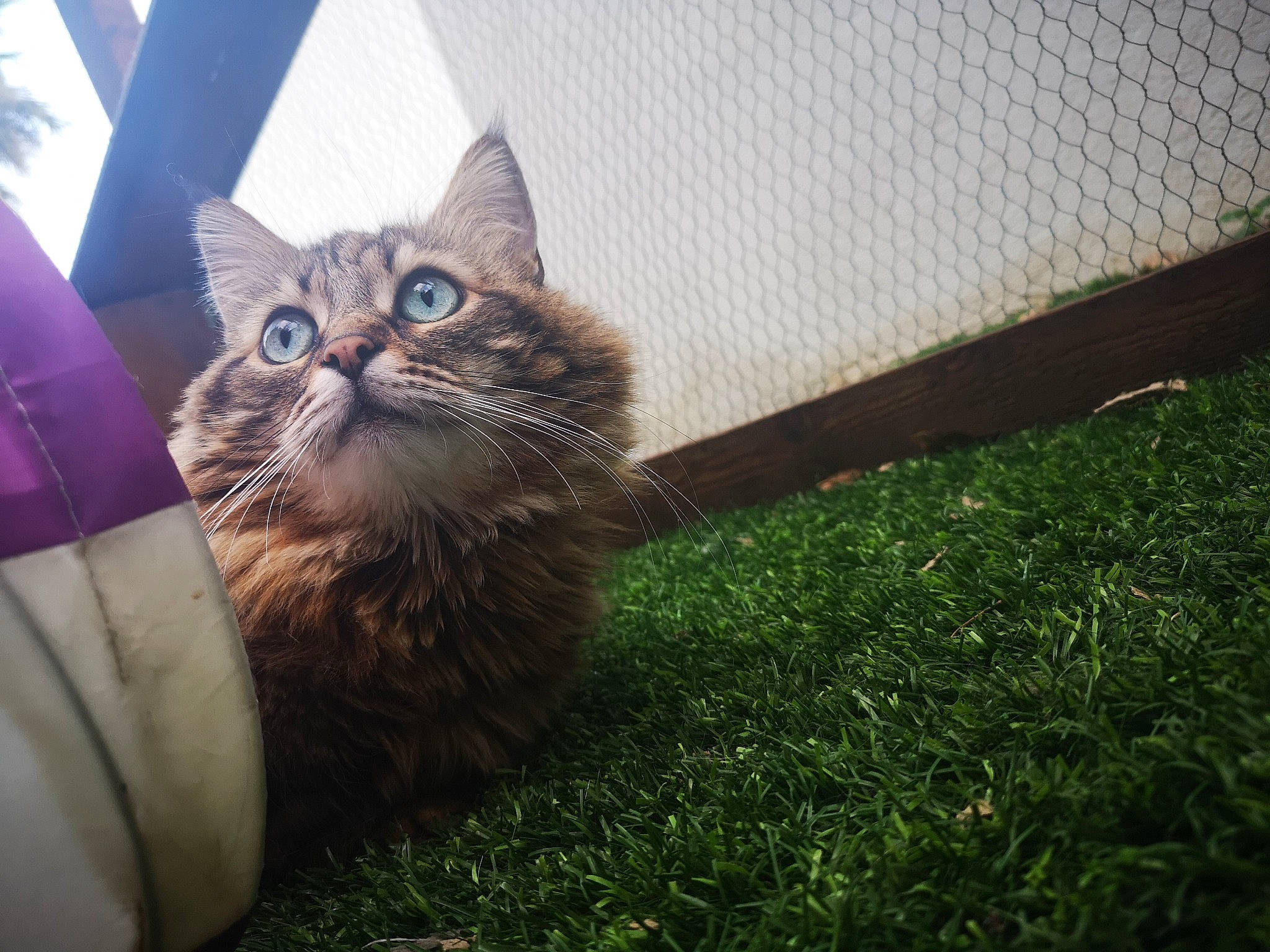 Ninette a rejoint le concours — aidez-le/la à gagner de superbes lots ! asian, british_semi_longhair, carnivore, cat, domestic_long_haired_cat, domestic_short_haired_cat, european_shorthair, eye, fawn, felidae, fur, grass, kitten, maine_coon, mammal, plant, small_to_medium_sized_cats, tabby_cat, whiskers