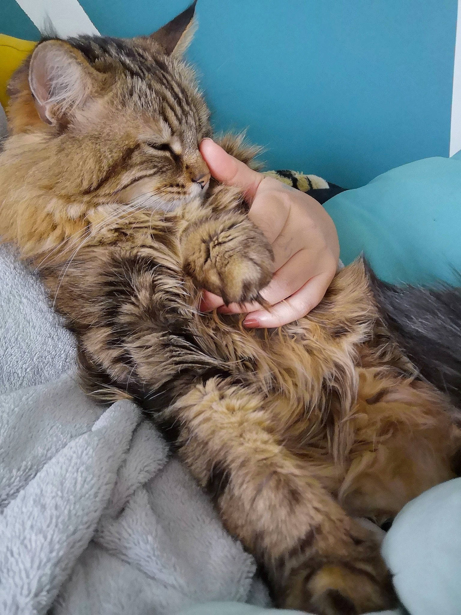 Ninette participe au concours pour gagner de l'argent avec cette photo : carnivore, cat, claw, domestic_long_haired_cat, domestic_short_haired_cat, dragon_li, ear, european_shorthair, felidae, fur, kitten, maine_coon, nap, norwegian_forest_cat, pixie_bob, siberian, sleep, small_to_medium_sized_cats, tabby_cat, whiskers