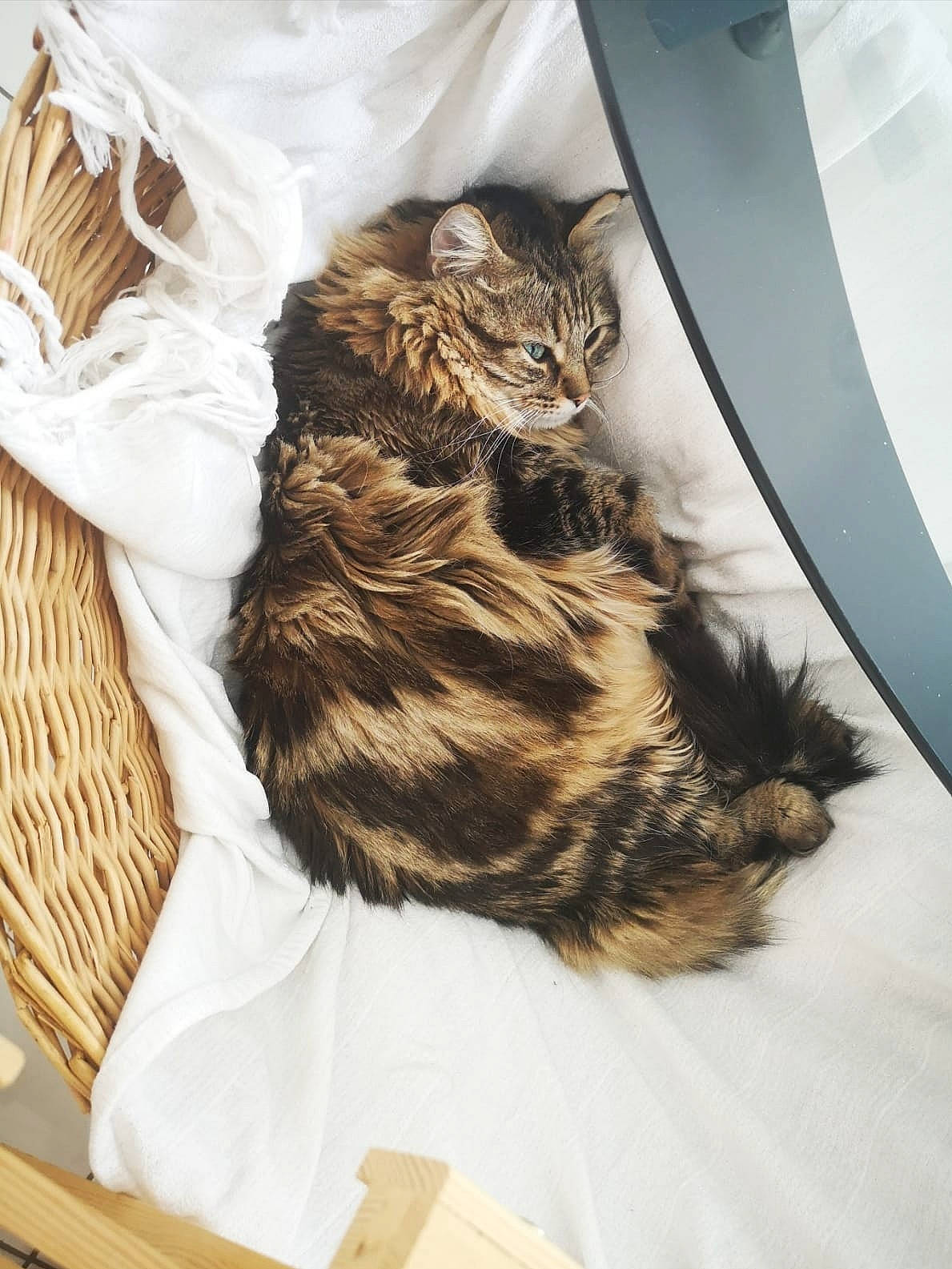 Ninette a rejoint le concours — aidez-le/la à gagner de superbes lots ! american_curl, carnivore, cat, domestic_long_haired_cat, fawn, felidae, fur, kitten, long_hair, maine_coon, norwegian_forest_cat, siberian, small_to_medium_sized_cats, tabby_cat, whiskers, wild_cat