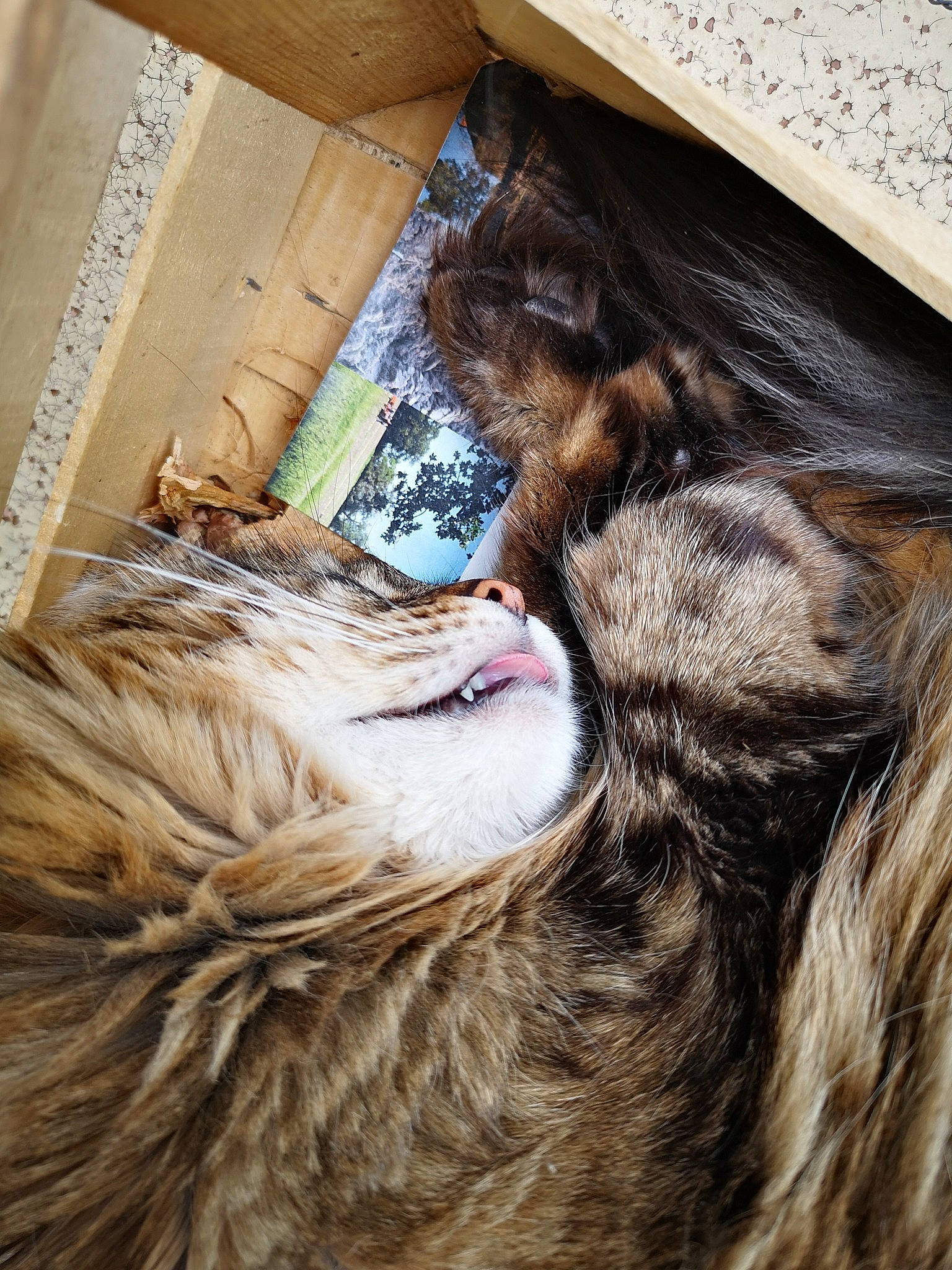 Ninette participe au concours pour gagner de l'argent avec cette photo : canidae, carnivore, cat, ear, eye, felidae, fur, nose, sleep, small_to_medium_sized_cats, snout, sporting_group, tabby_cat, whiskers