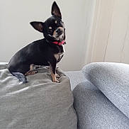 Daisy participe au concours pour gagner de l'argent avec cette photo : dog, small_dog, black_dog, tan_markings, red_collar, pet, indoor, cushion, sofa, head_tilt, curious, furniture, domestic_animal, companion, cute, animal, canine, relaxed, house, home