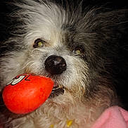 Izzy is registered to the contest to win money with this photo: animal, close_up, companion, curious, cute, dog, fluffy, fur, furry, indoor, mischievous, mouth, nose, orange_toy, pet, pink_blanket, playful, portrait, toy, whiskers