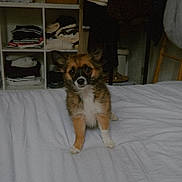 Moon participe au concours pour gagner de l'argent avec cette photo : puppy, dog, small_dog, fluffy, brown_fur, white_chest, standing, bed, bedroom, indoors, pet, animal, portrait, camera_facing, cute, ears, paws, clothing, shelving, home_decor
