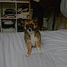 puppy, dog, small_dog, fluffy, brown_fur, white_chest, standing, bed, bedroom, indoors, pet, animal, portrait, camera_facing, cute, ears, paws, clothing, shelving, home_decor