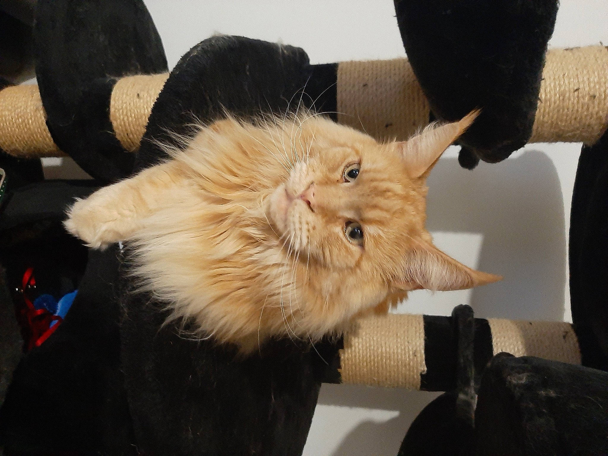 Oslo participe au concours pour gagner de l'argent avec cette photo : canidae, carnivore, claw, companion_dog, dog_breed, felidae, fur, small_to_medium_sized_cats, spitz, sporting_group, whiskers