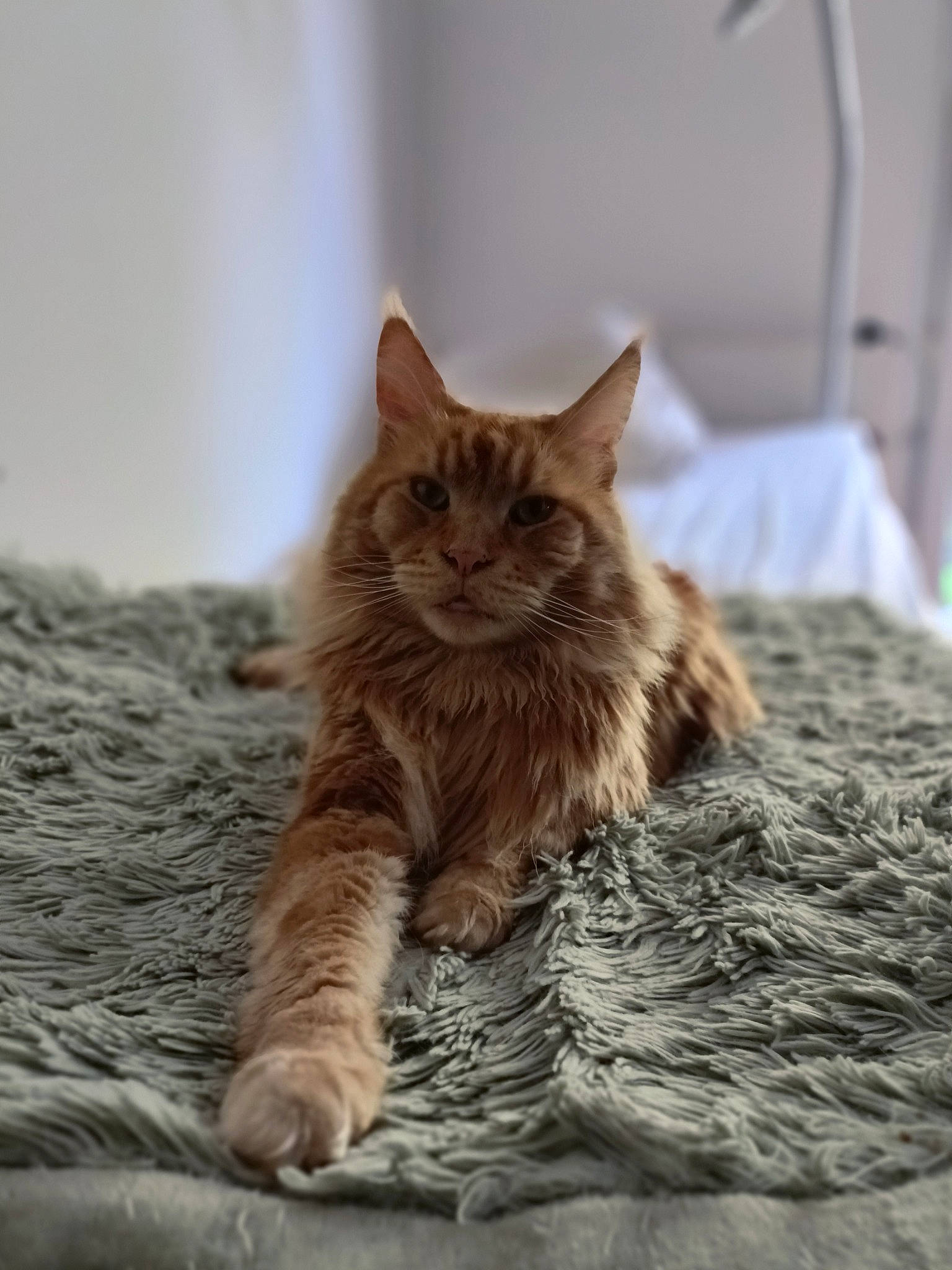 Oslo participe au concours pour gagner de l'argent avec cette photo : art, carnivore, cat, claw, comfort, domestic_short_haired_cat, fawn, felidae, flooring, fur, hardwood, maine_coon, paw, sitting, small_to_medium_sized_cats, snout, tail, terrestrial_animal, whiskers, wood